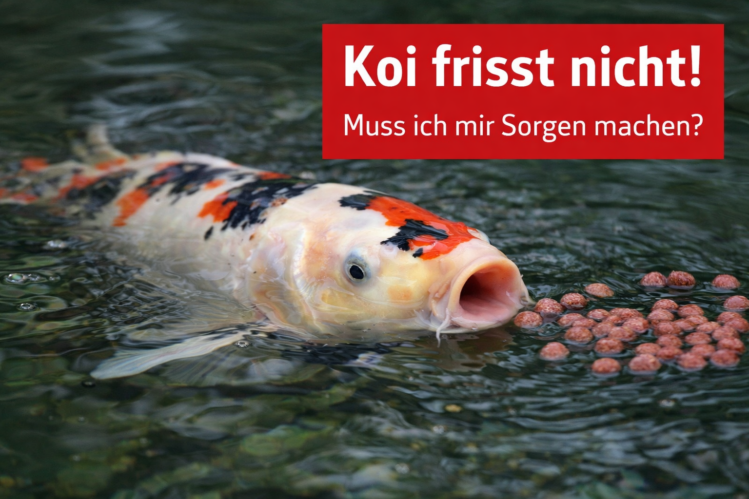 Koi frisst nicht