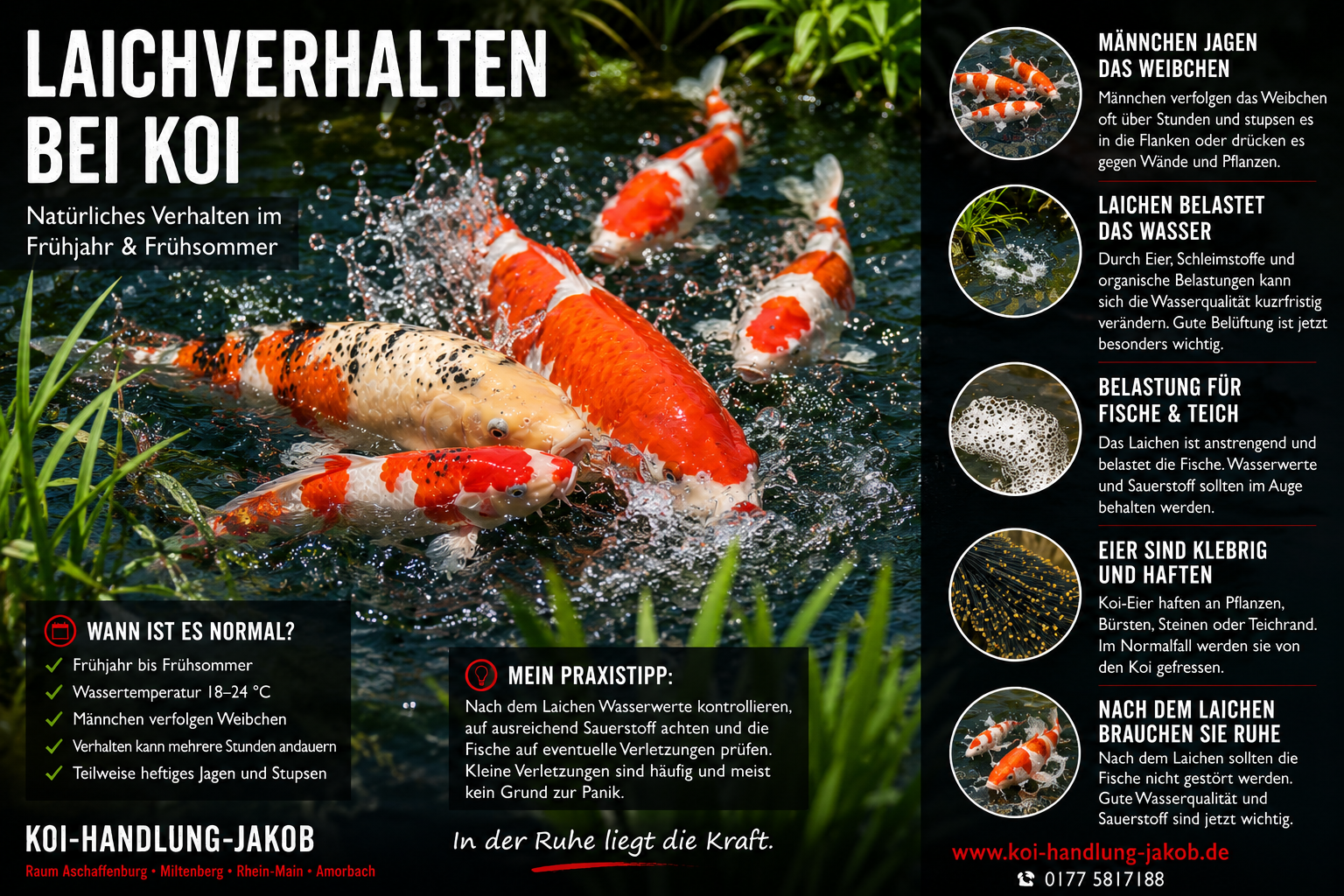Laichverhalten bei Koi erkennen – Ursachen, Risiken und Tipps für Teichbesitzer