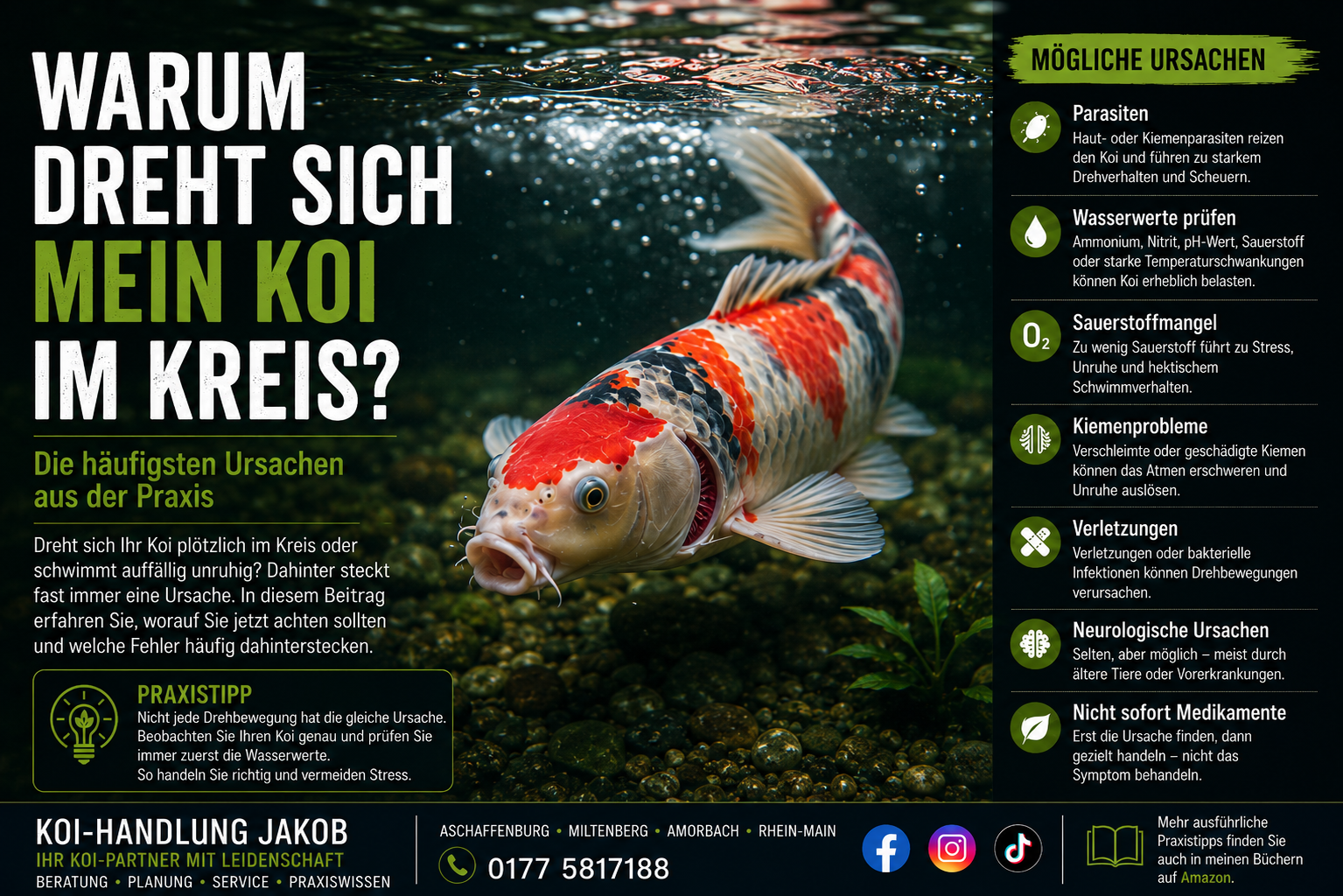 Warum dreht sich mein Koi im Kreis? Die häufigsten Ursachen und was Sie jetzt tun sollten