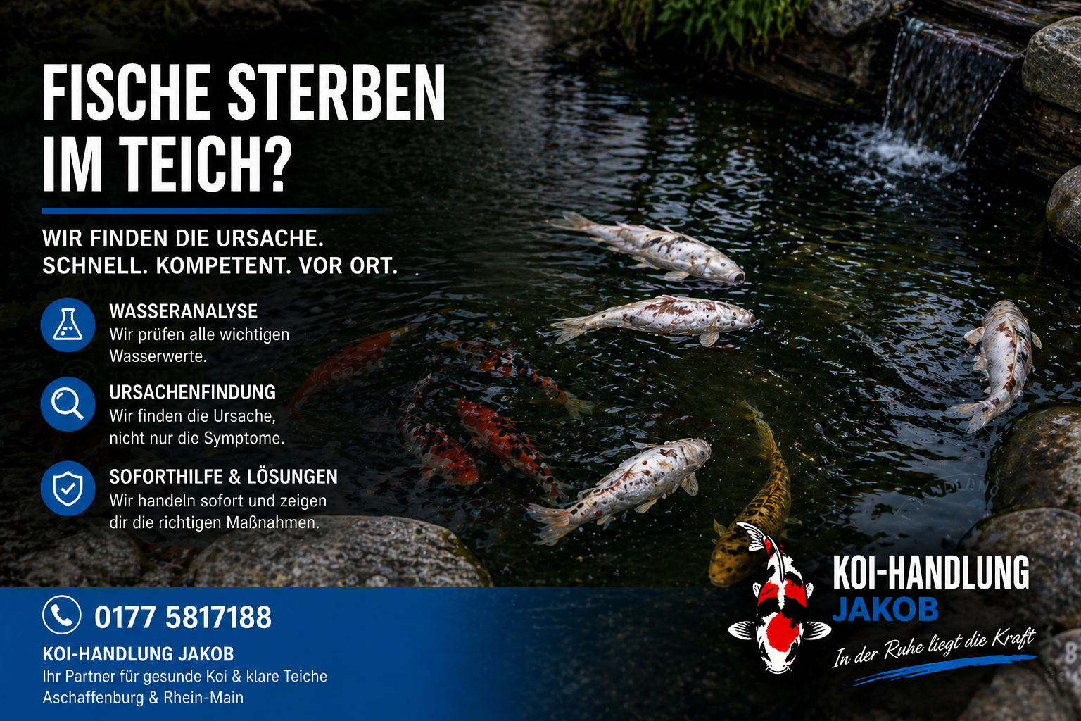 Fische sterben im Teich – Ursachen erkennen und richtig handeln | Koi Hilfe Aschaffenburg