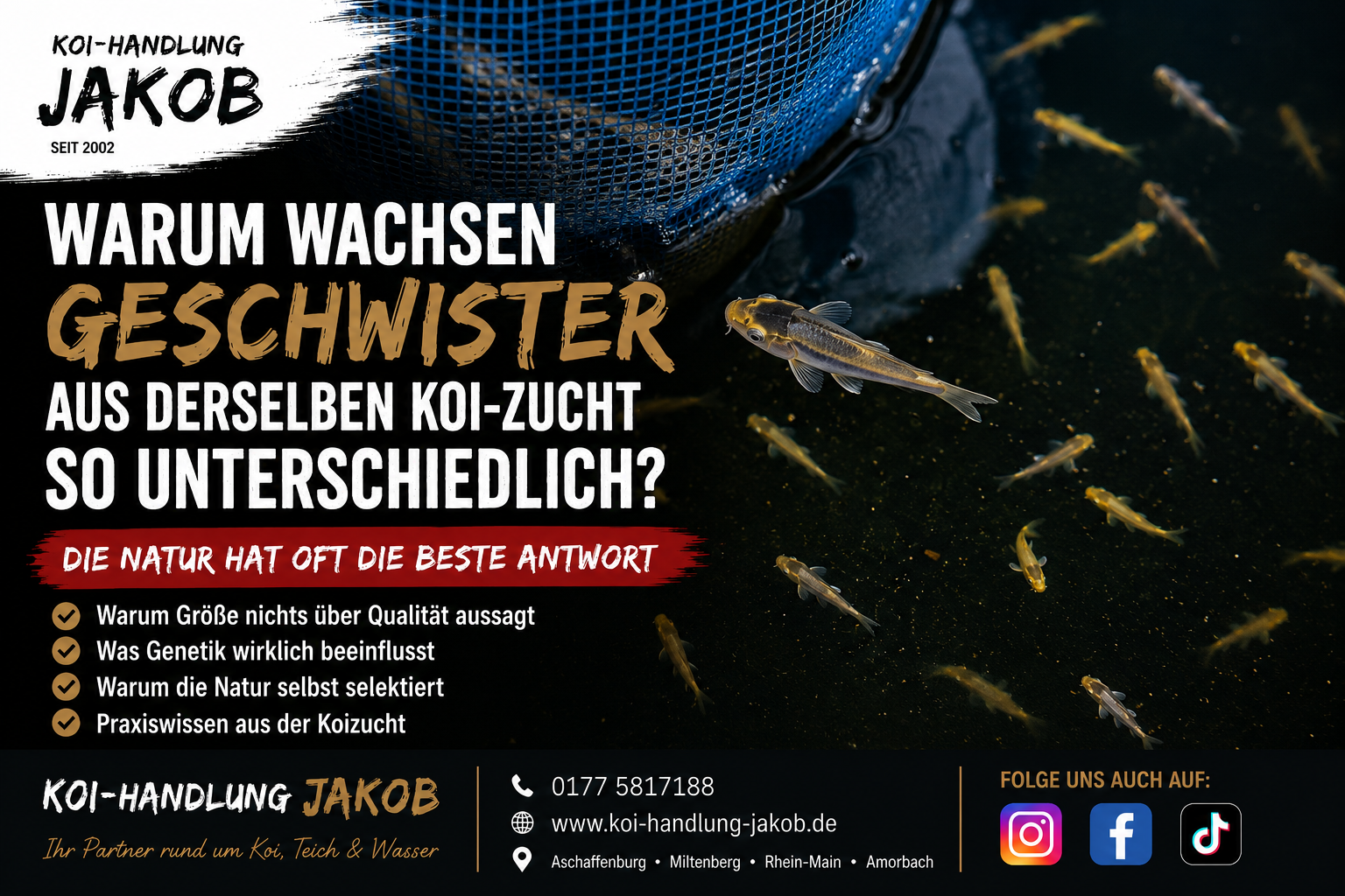 Warum wachsen Koi-Geschwister so unterschiedlich? Genetik, Wachstum und natürliche Selektion einfach erklärt