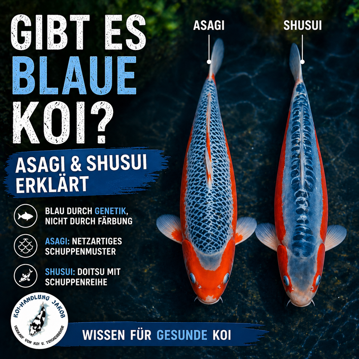 Gibt es blaue Koi? Asagi & Shusui erklärt | Koi-Handlung-Jakob