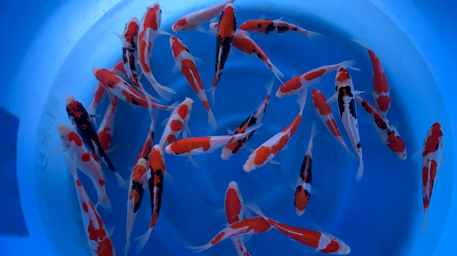 tosai-koi-anfaenger