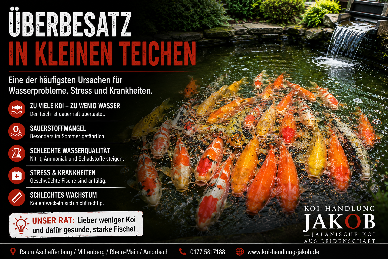 Kleine Teiche – zu viele Koi: Warum Überbesatz langfristig Probleme verursacht