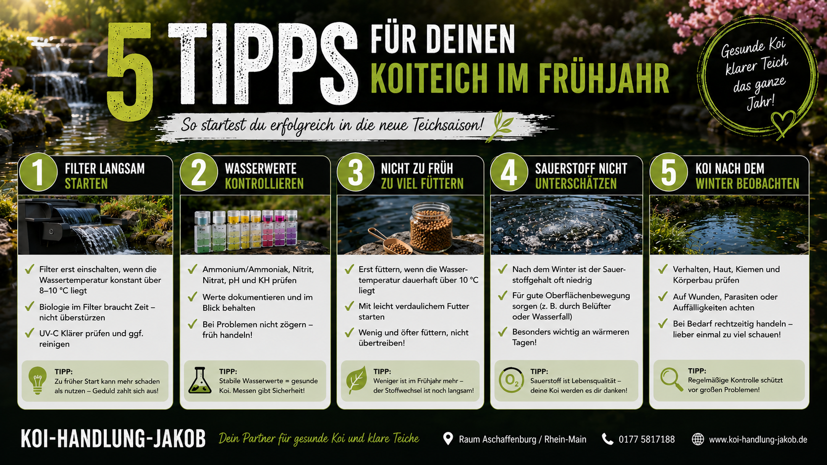 5 Tipps für deinen Koiteich im Frühjahr – so startest du sicher in die neue Saison