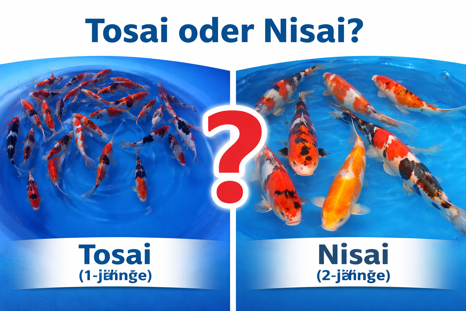 Tosai oder Nisai