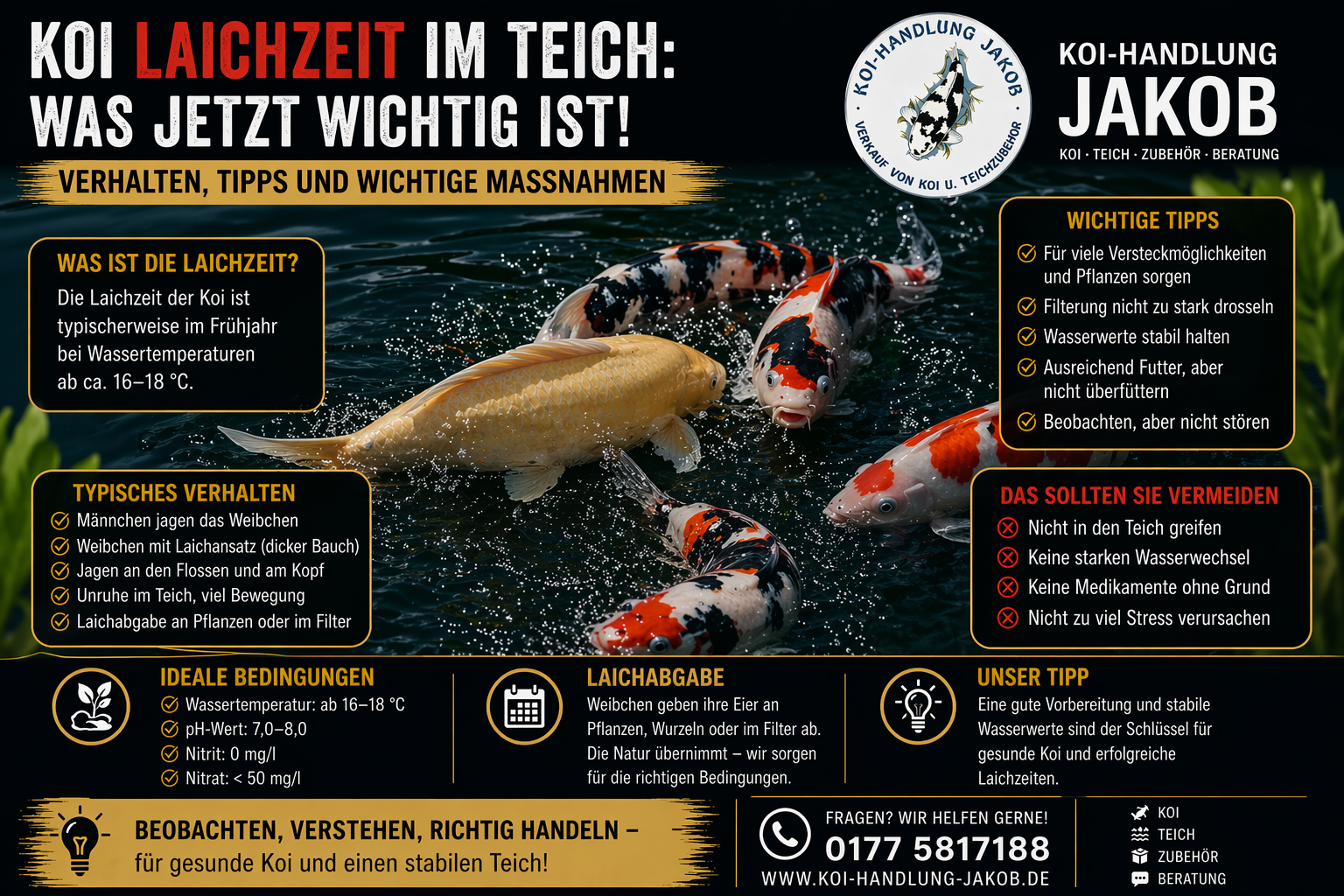 Koi Laichzeit im Teich – warum Koi gejagt werden | Koi-Handlung-Jakob