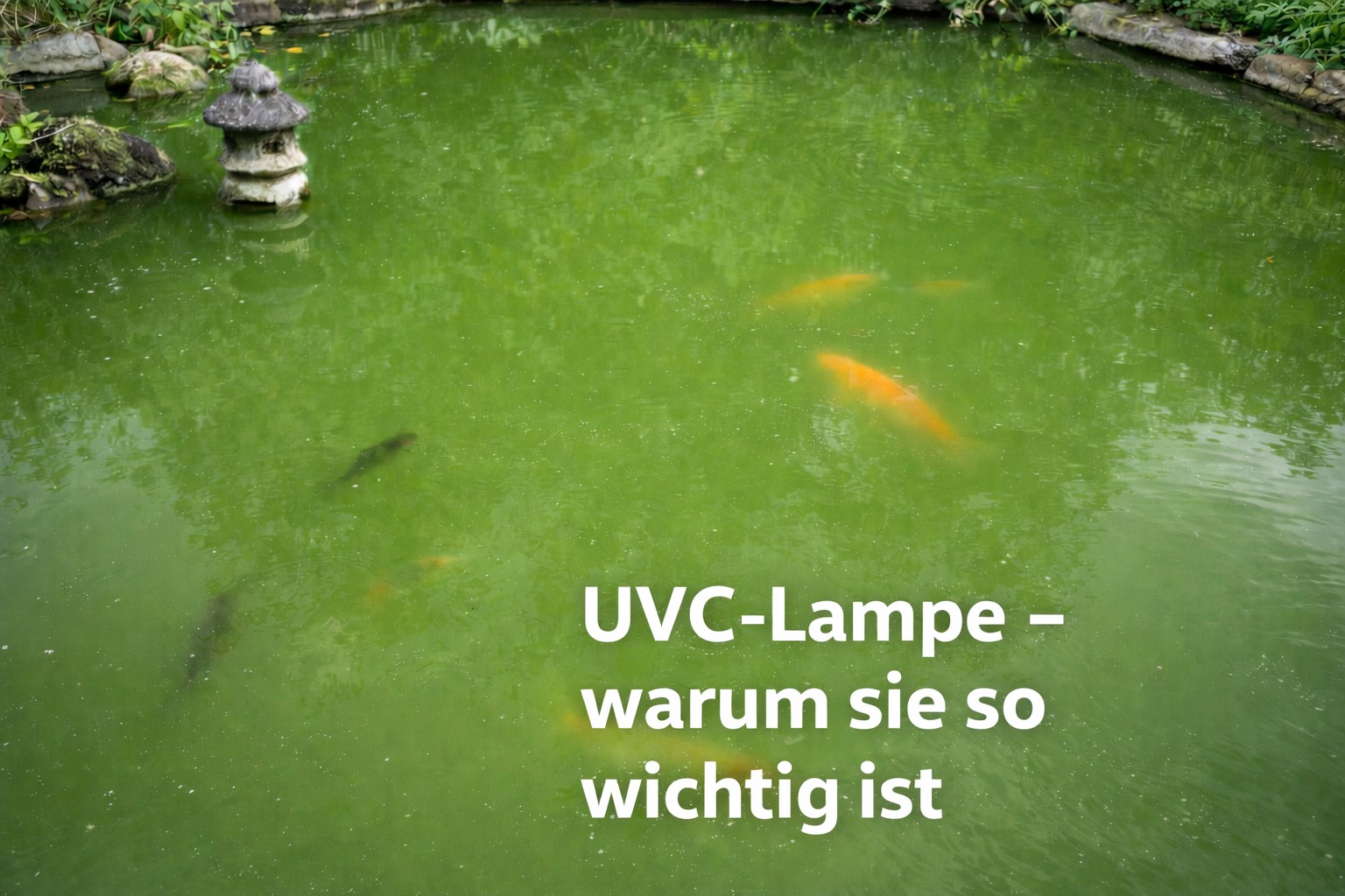 UVC-Lampe im Koiteich – warum sie so wichtig ist