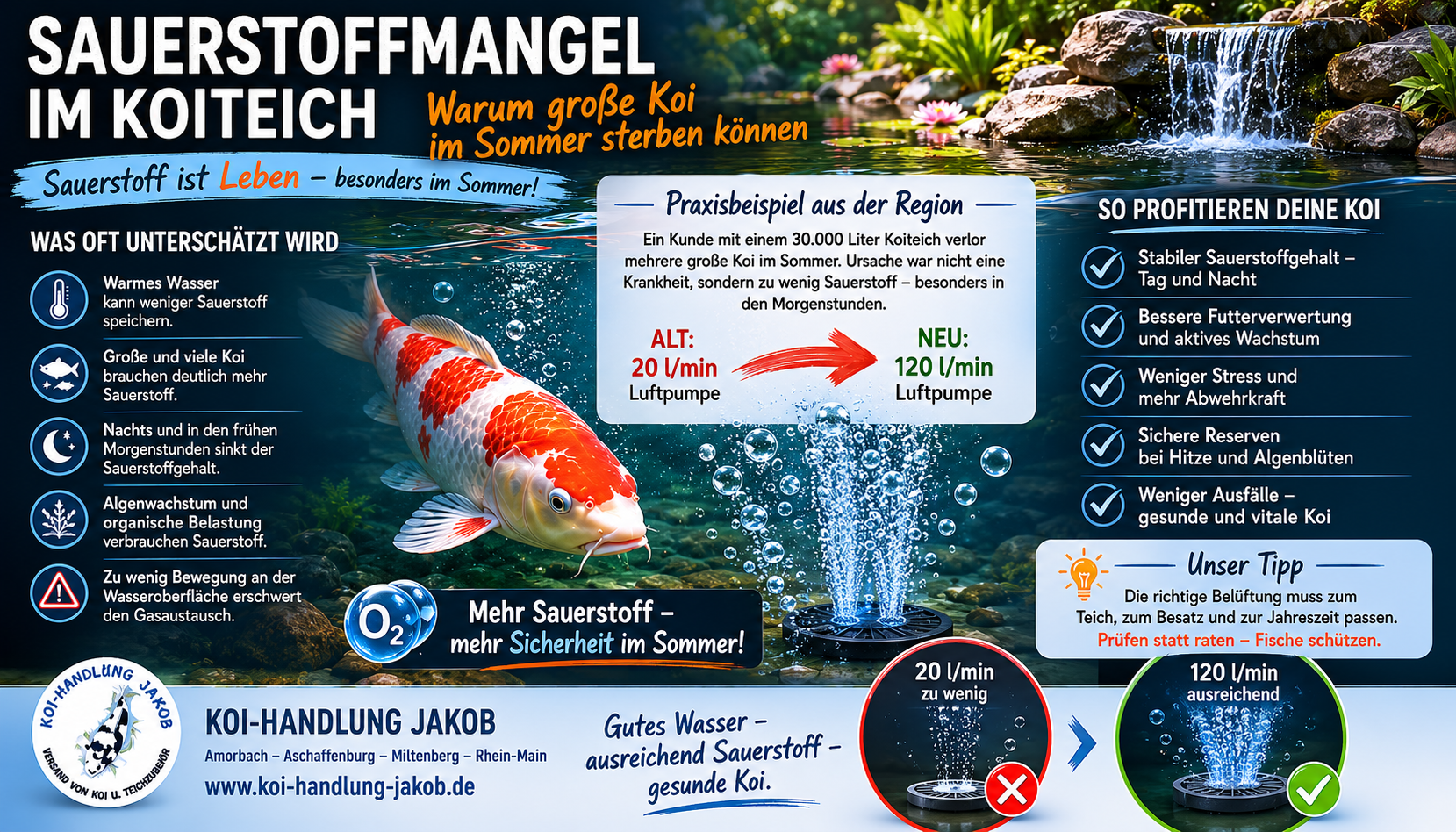 Sauerstoffmangel im Koiteich: Warum große Koi im Sommer oft zuerst betroffen sind