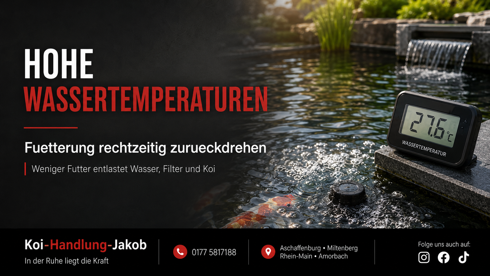 Hohe Wassertemperaturen im Koiteich – warum weniger Futter jetzt besser ist