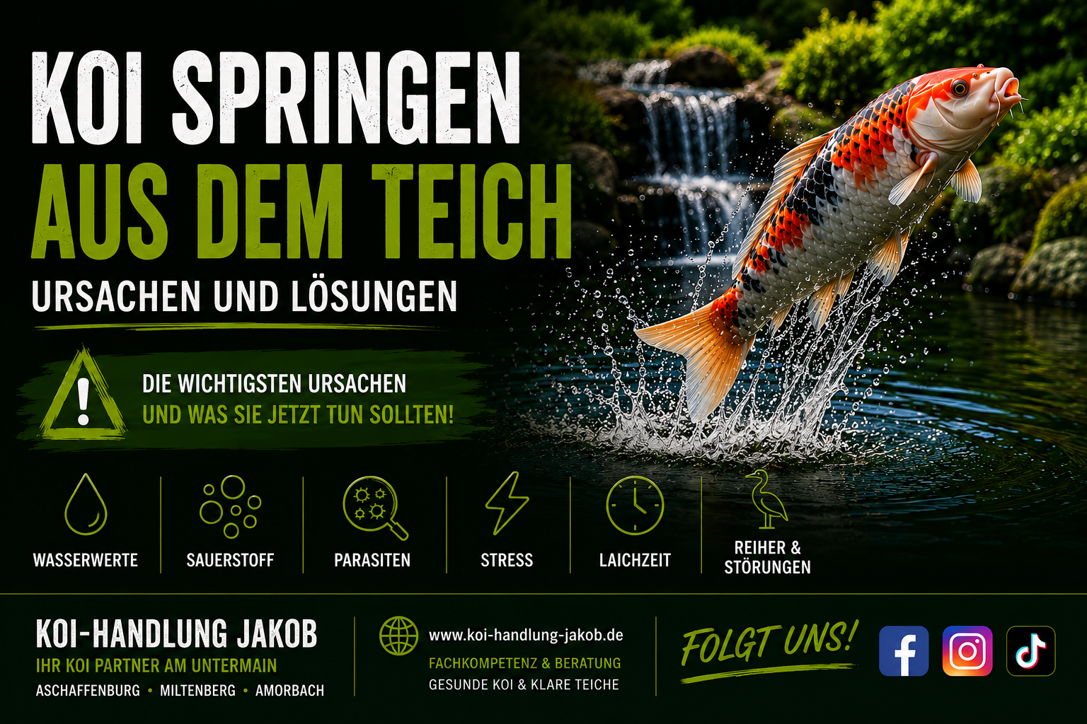 Koi springen aus dem Teich – Ursachen erkennen und richtig handeln