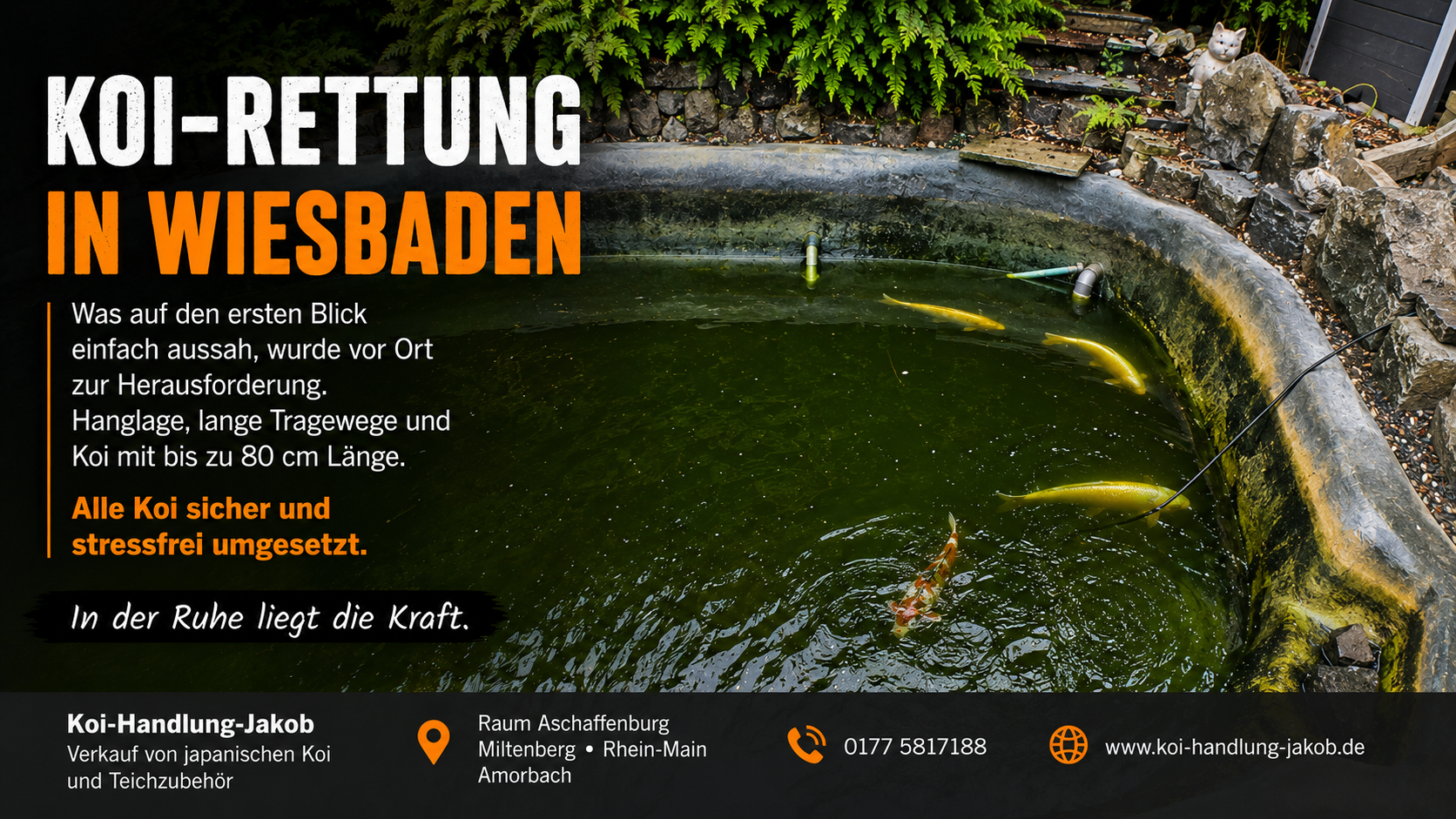 Koi-Rettung in Wiesbaden
