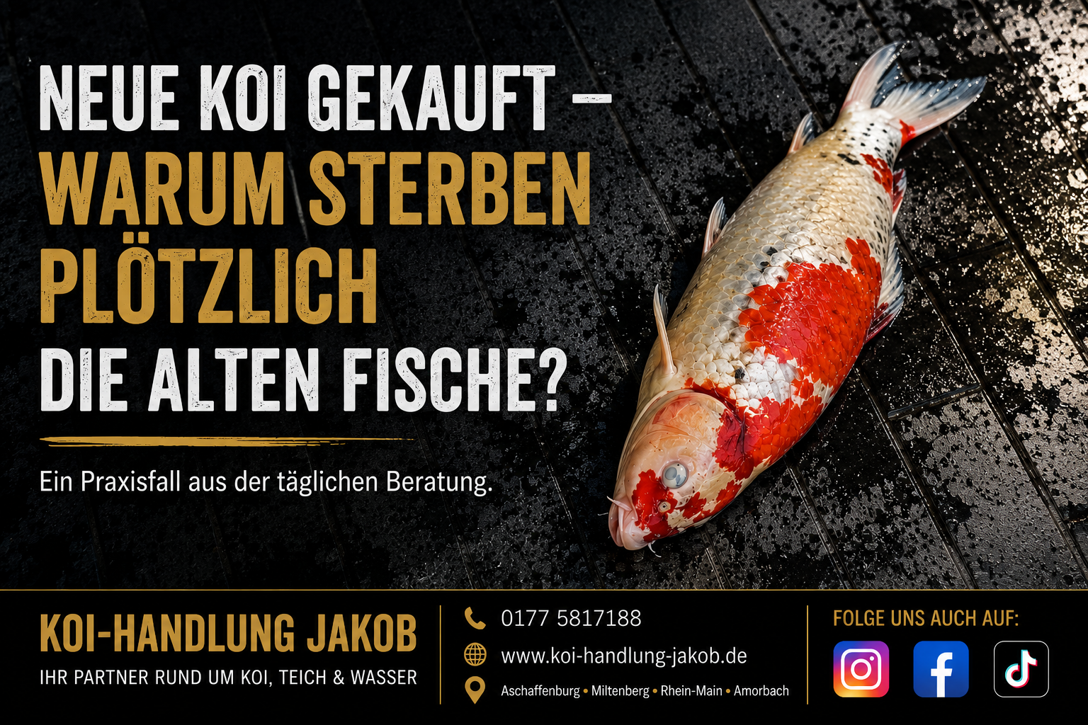 Neue Koi gekauft – warum sterben plötzlich die alten Fische?