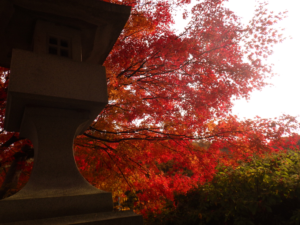 ザ!紅葉!