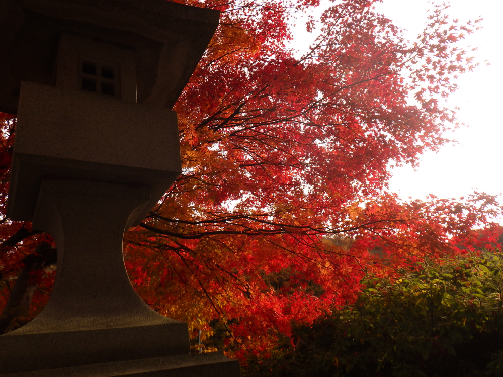 ザ！紅葉！