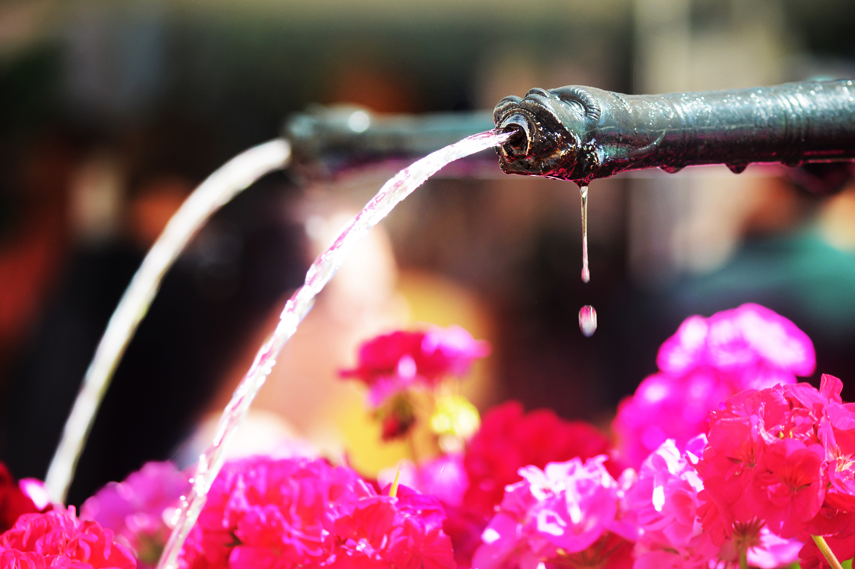 Kaum in der Altstadt angekommen sind die historischen Brunnen zu sehen, die aufwändig von der Stadtgärterei mit Blumen verziert wurden.