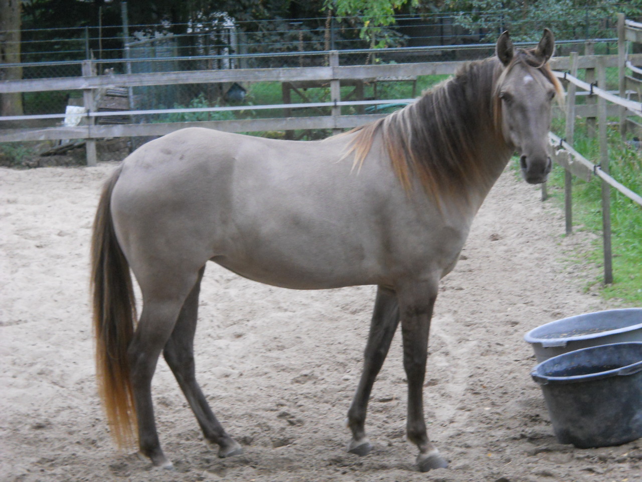 ELEVAGE ET VENTE DE CHEVAUX ROCKY MOUNTAIN HORSE // DUSTY MOUNTAIN