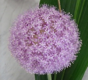 round flower