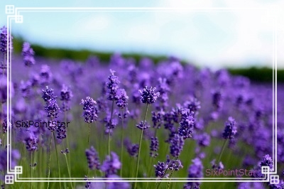 lavender-blog-