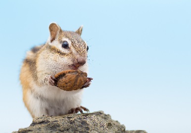 squirrel