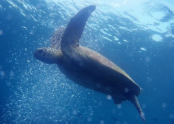 turtle
