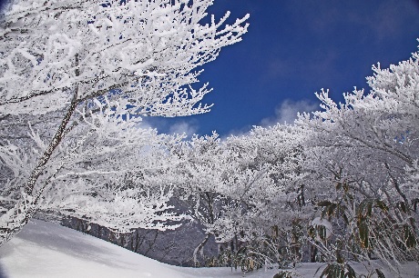 snow&trees