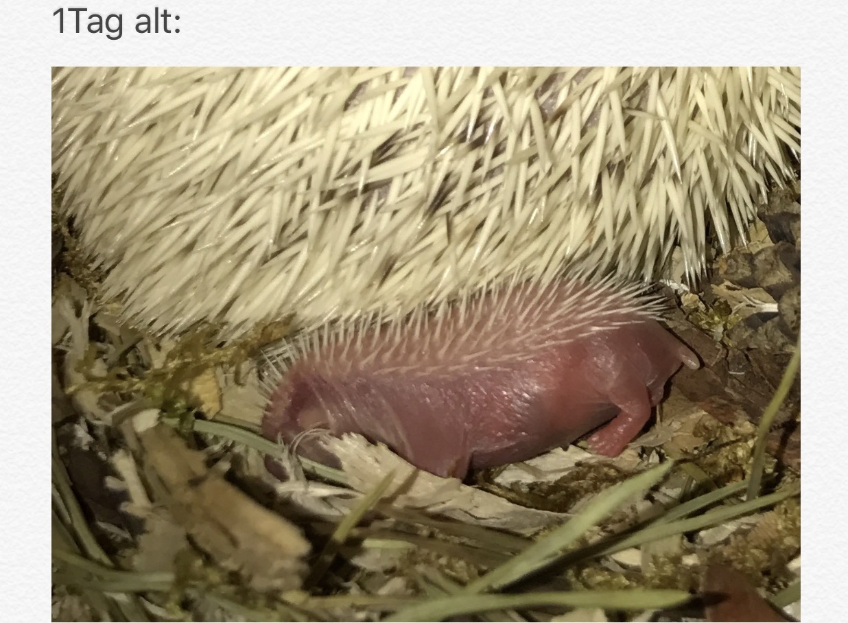 Jungtierentwicklung Ks Berlinanimalss Webseite