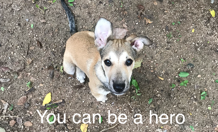 You can be his hero...