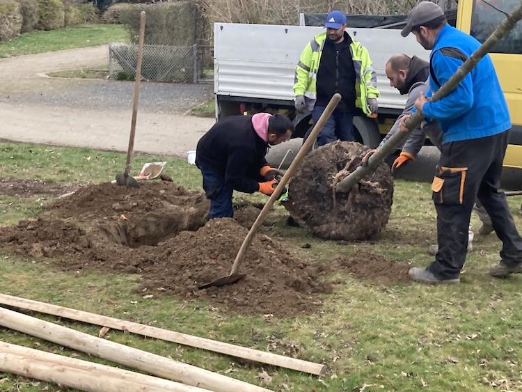 - und schon wird der Baum "reingerollt" -