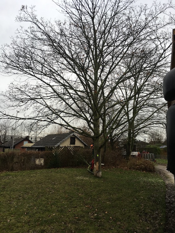 - kurz bevor der Baum komplett gefällt wurde -