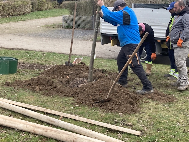 - folglich wird der Baum aufgerichtet -