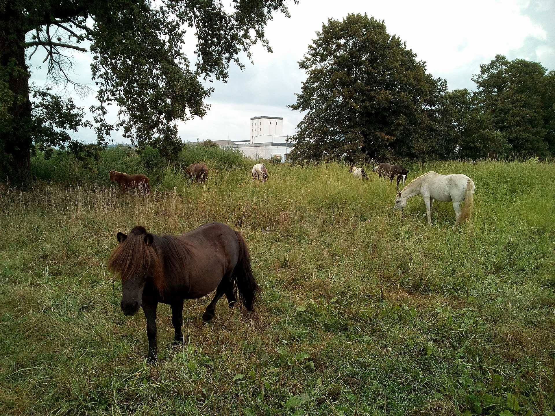 Pré poneys