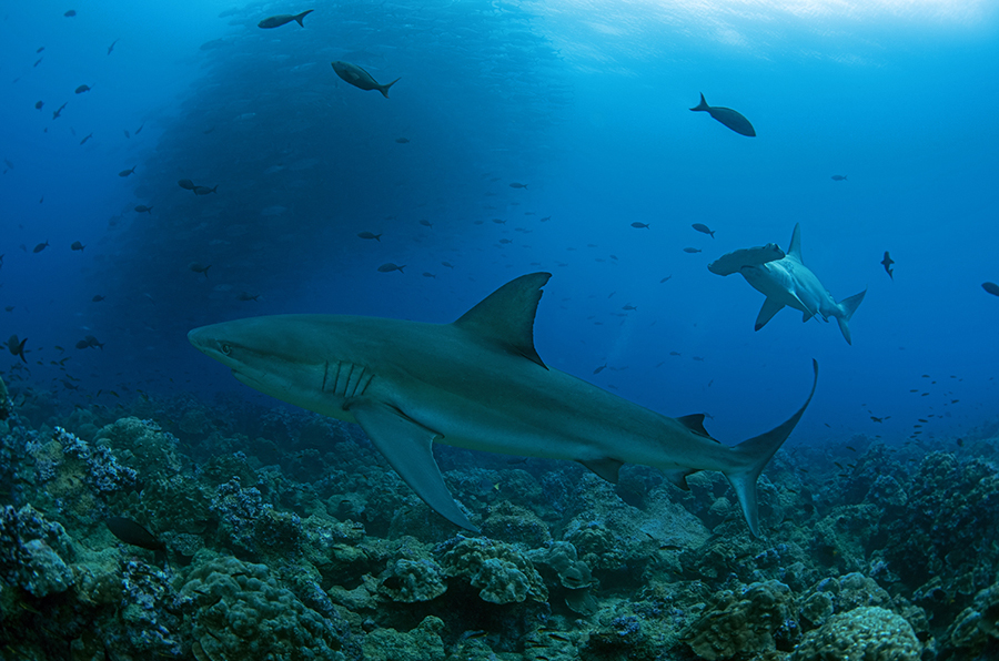 Galapagos Shark Diving - Galapagos shark and hammerhead shark in the Galapagos Islands