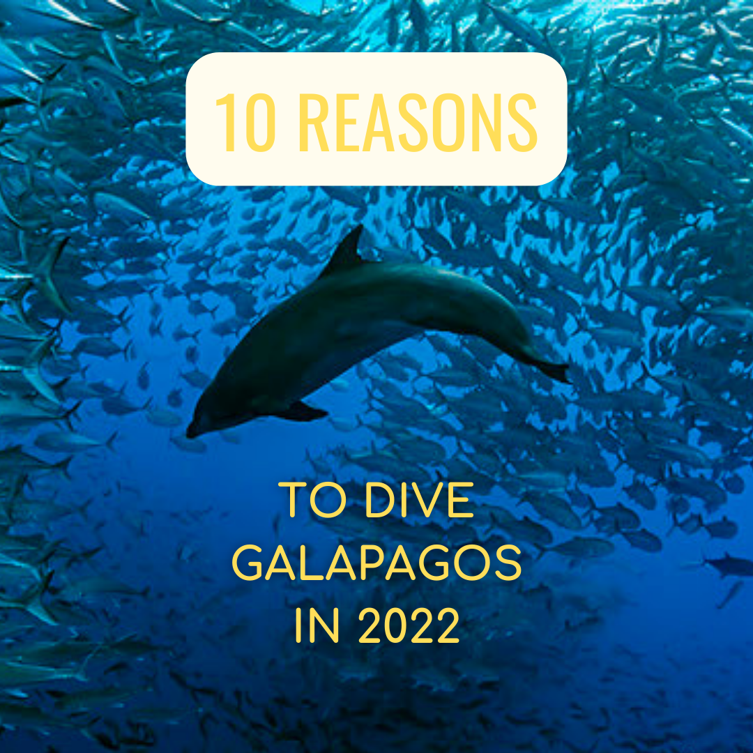 10 Reasons Why Dive Galapagos In 2022