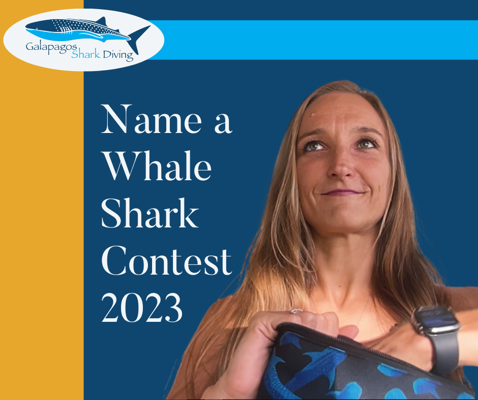 Named Whale Sharks of 2023