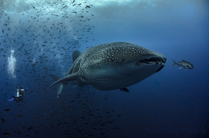 Diver next to a huge adult whale shark in Darwin's Arch in the Galapagos Islands with Galapagos Shark Diving; photo: ©Jenny Waack