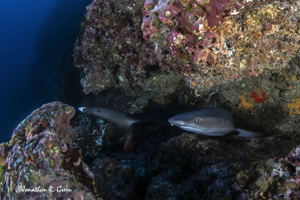 A Whitetip Reef Shark peers out from a crevice in the vibrant coral reef, only revealing the front half of its body, in the diverse and colorful marine environment of the Galapagos Islands