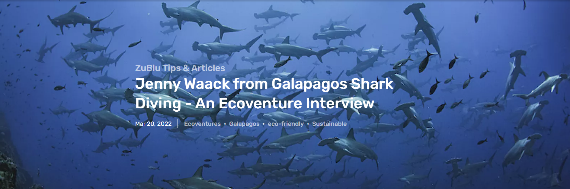 Jenny Waack from Galapagos Shark Diving - An Ecoventure Interview