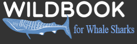 Logo Wildbook for Whale Sharks