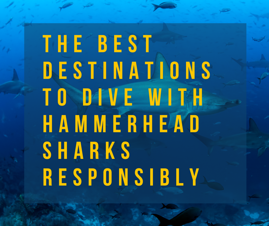 The Best Destinations to Dive with Hammerhead Sharks Responsibly