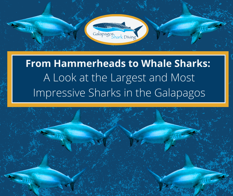 From Hammerheads to Whale Sharks: A Look at the Largest and Most Impressive Sharks in the Galapagos