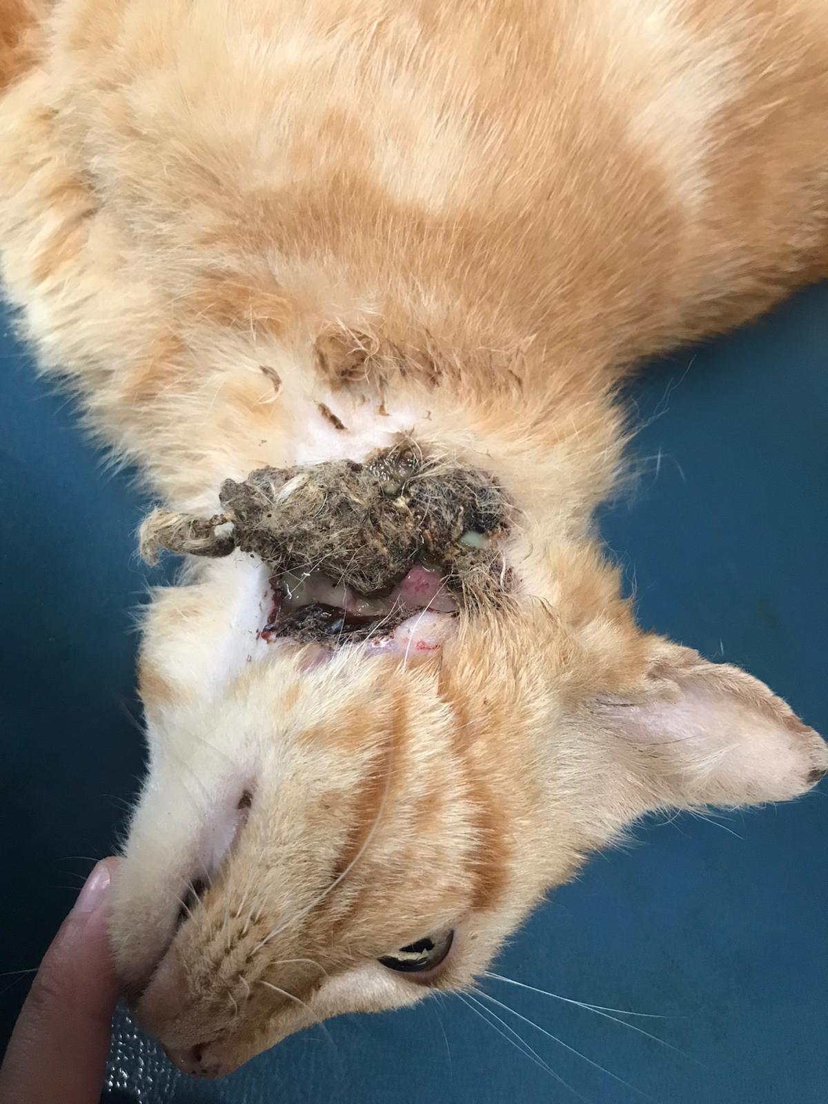 Une Lutte Sans Fin Site De Chats Du Coeur Brestois