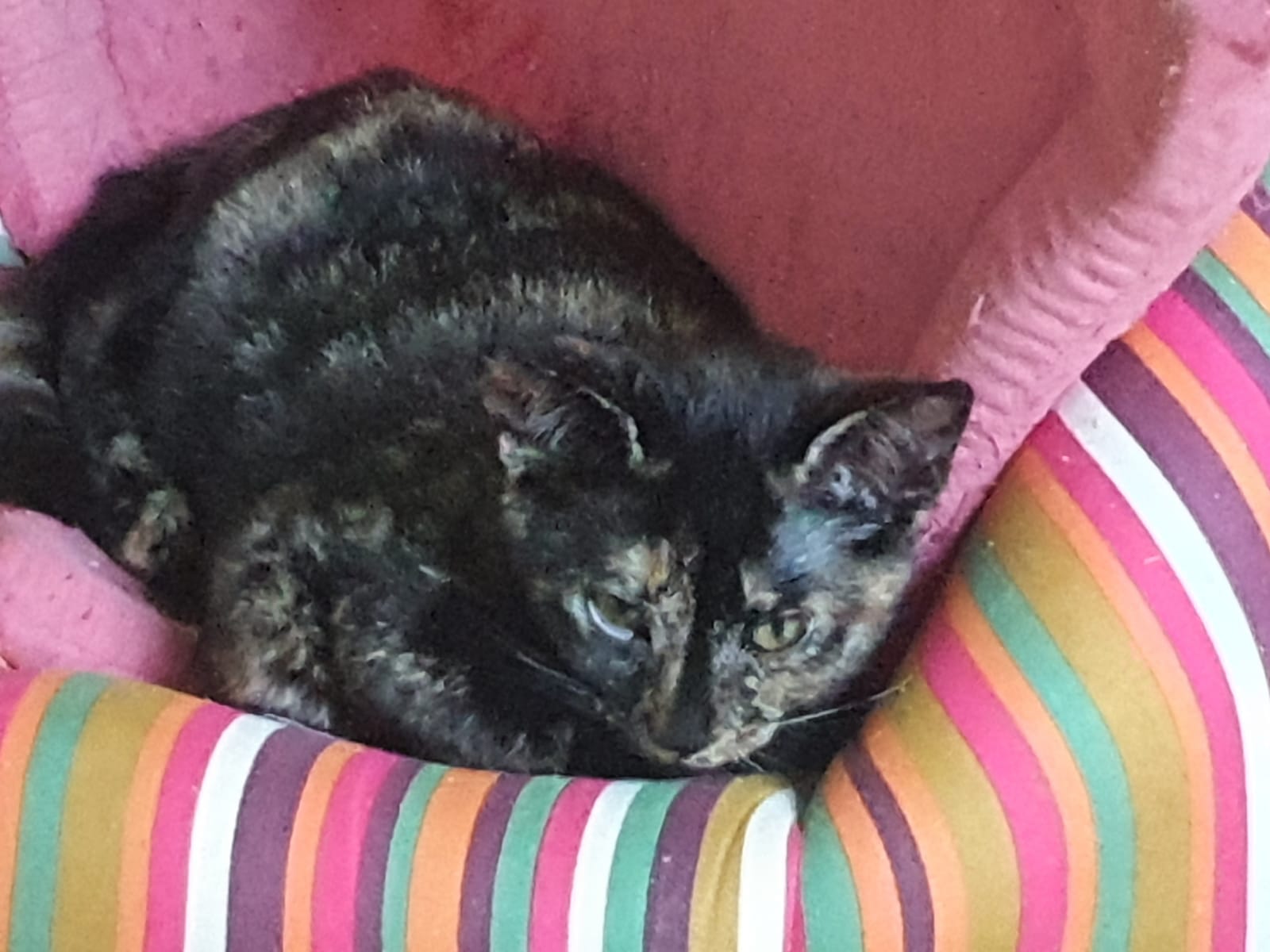 Ils Ont Trouve Leur Famille Site De Chats Du Coeur Brestois