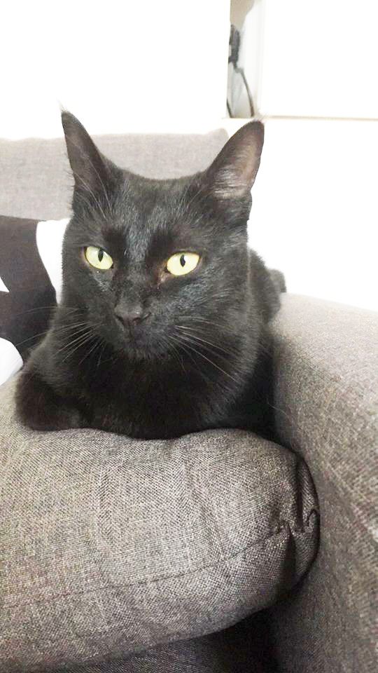 vraie bonne chatte noire