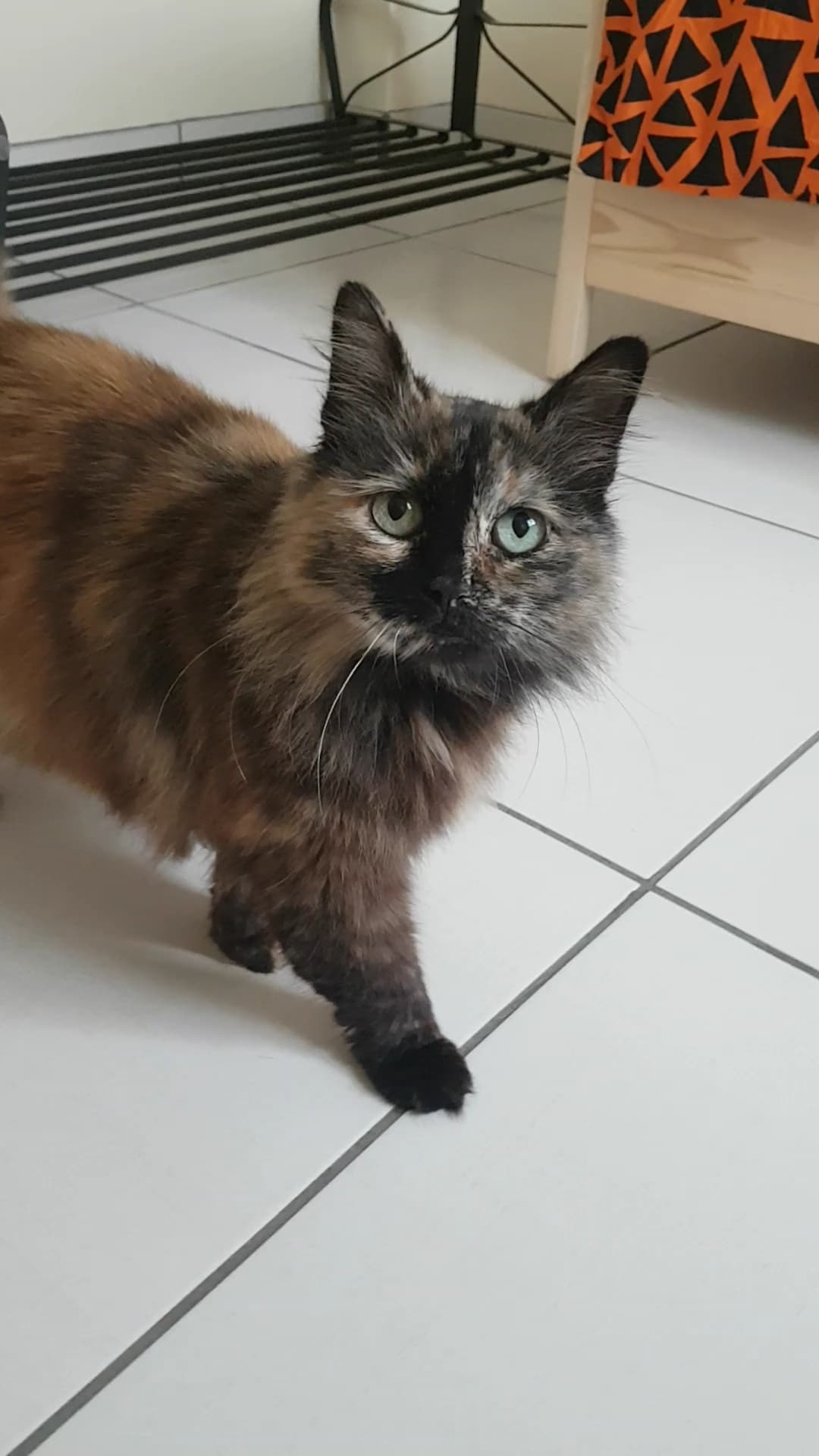 Ils Ont Trouve Leur Famille Site De Chats Du Coeur Brestois