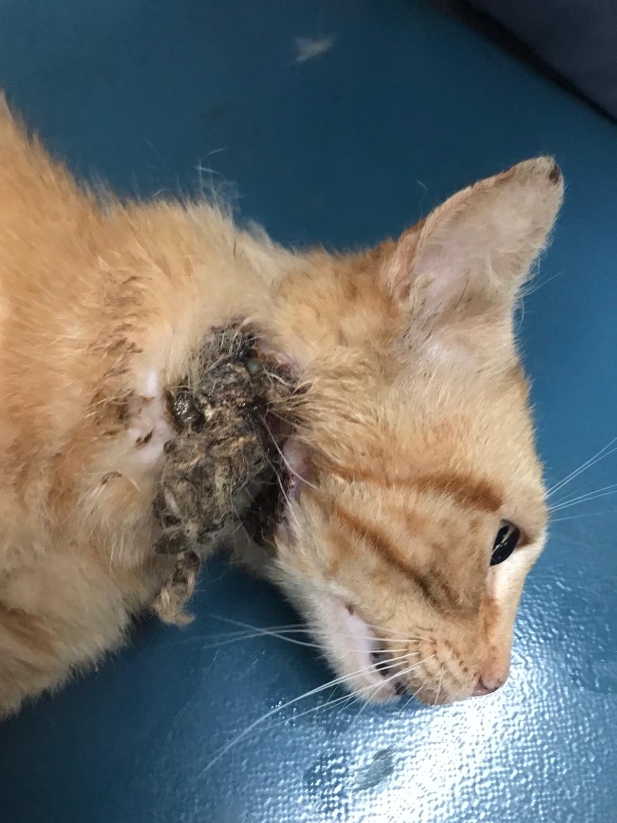 Une Lutte Sans Fin Site De Chats Du Coeur Brestois