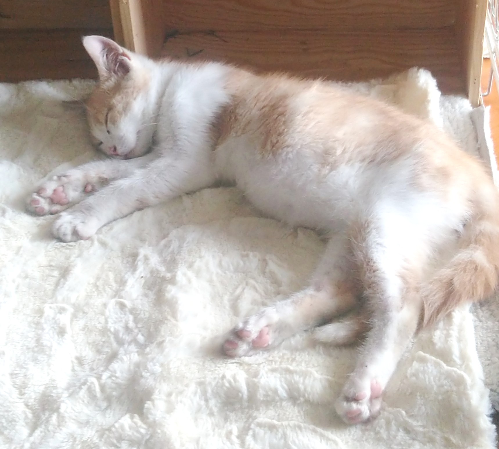 gros poilu chatte photos