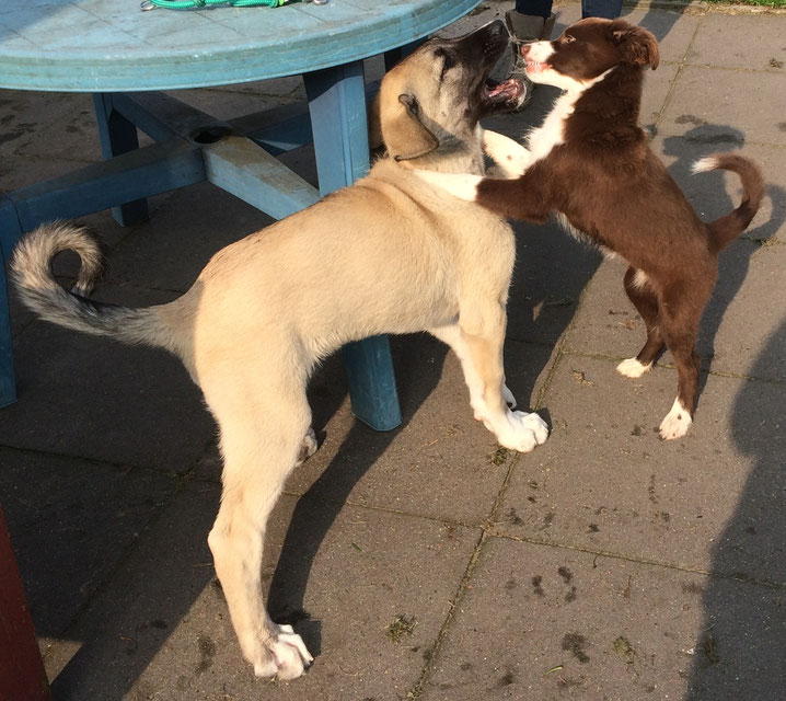 kleiner Australian Shephard und junger Kangal