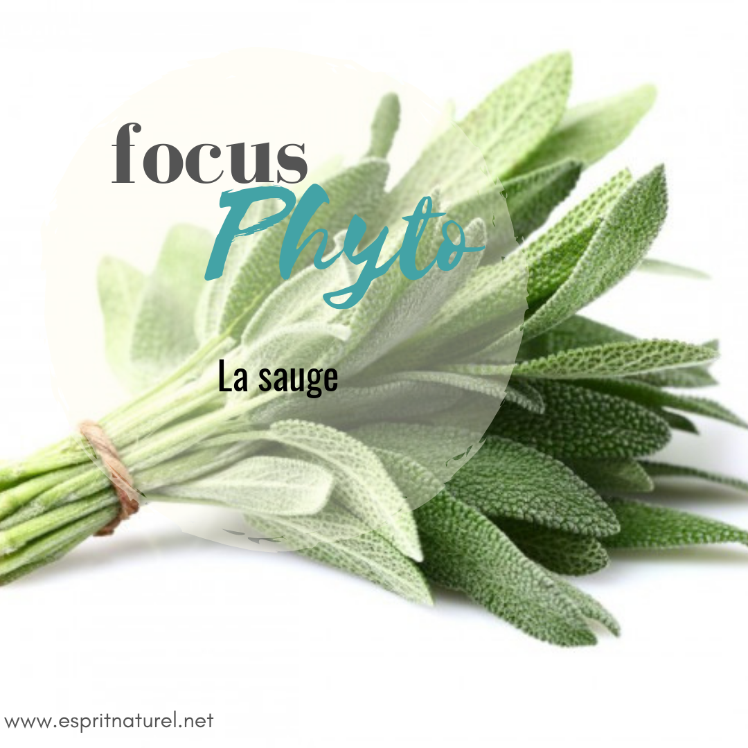 Focus Phyto: La sauge, plante sacrée du féminin