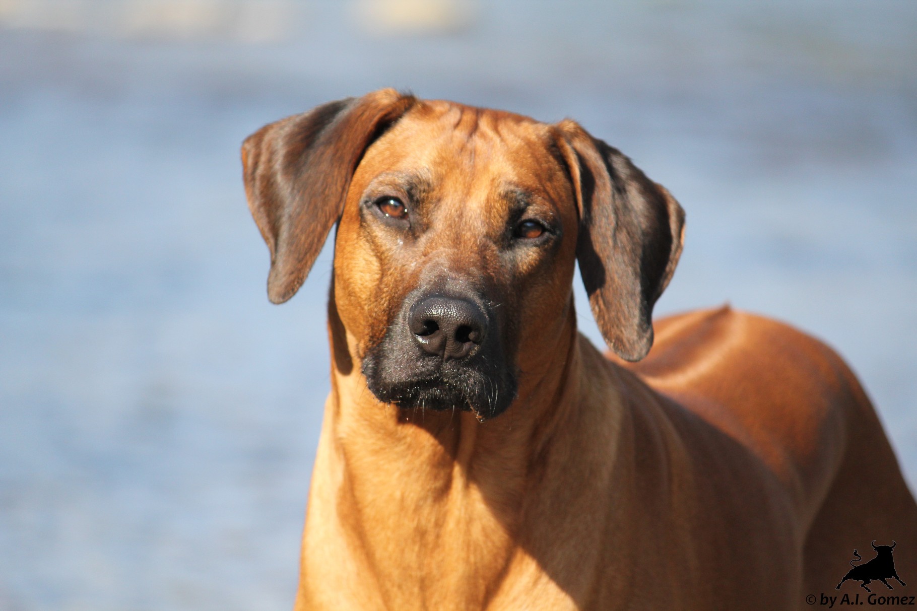 Welcome to the Website of the Rhodesian Ridgeback-Kennel Uzima! - Uzima ...